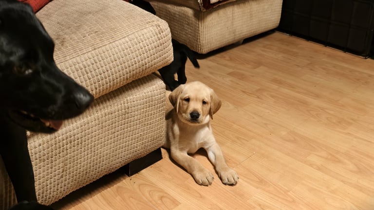 Labrador Pups - 3 black girls 