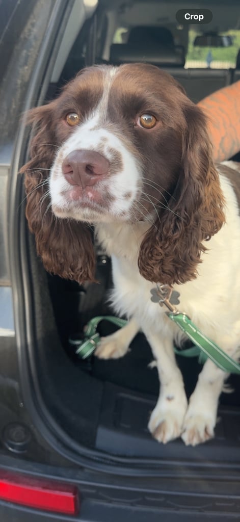 Cocker spaniel puppies
