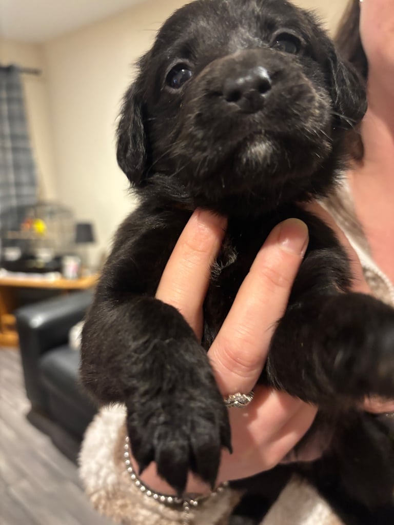 Lab/cockapoo puppies for sale