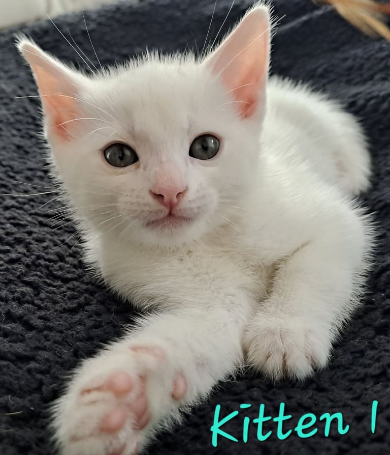 4 Stunning kittens for sale