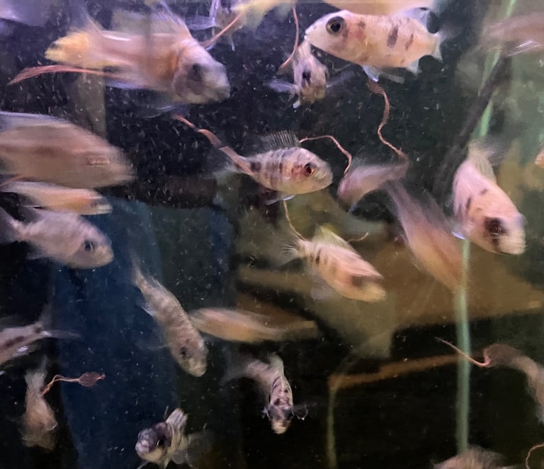 On peacocks and Electric blue Acara
