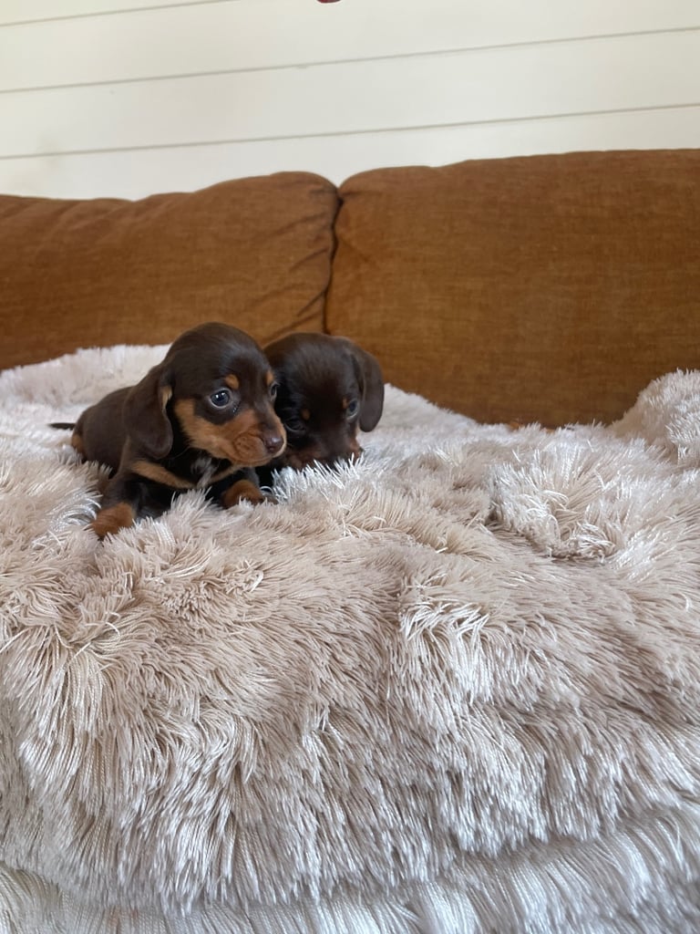 Miniature dachshund puppy 