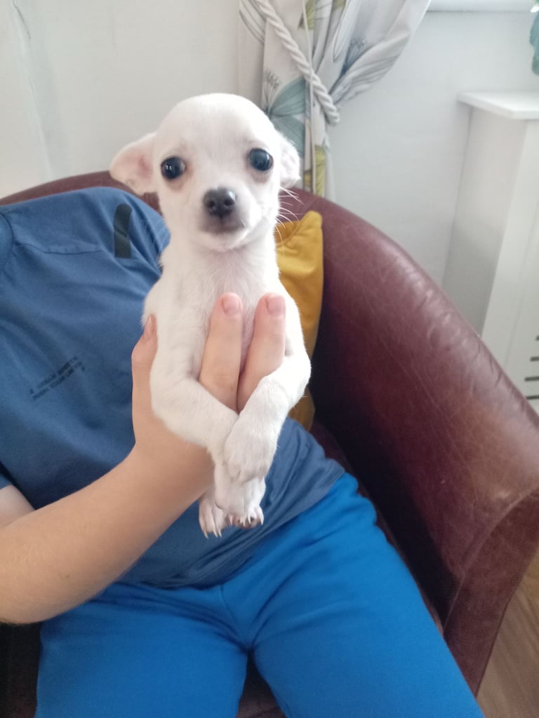 Chihuahua pup 