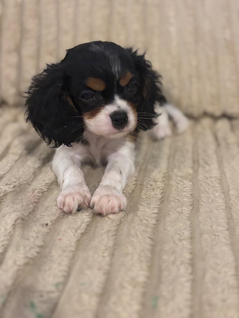 Cavalier King Charles 
