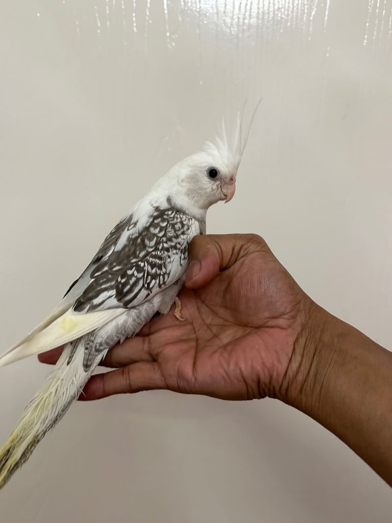 2 baby super tame hand reared Cockateil 
