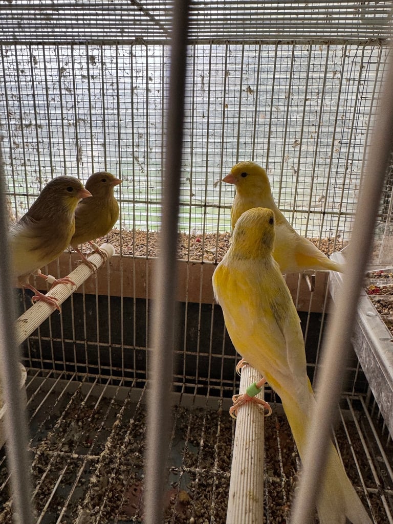 Canary, zebra for sale