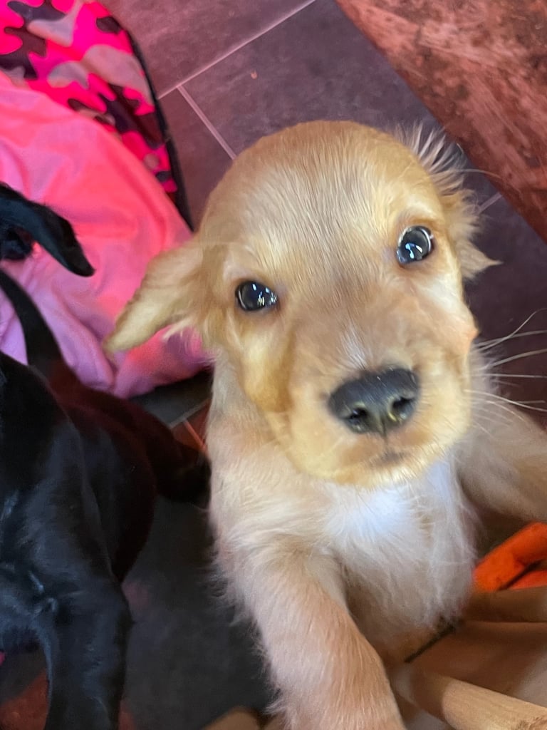 Beautiful cockerdour puppies 