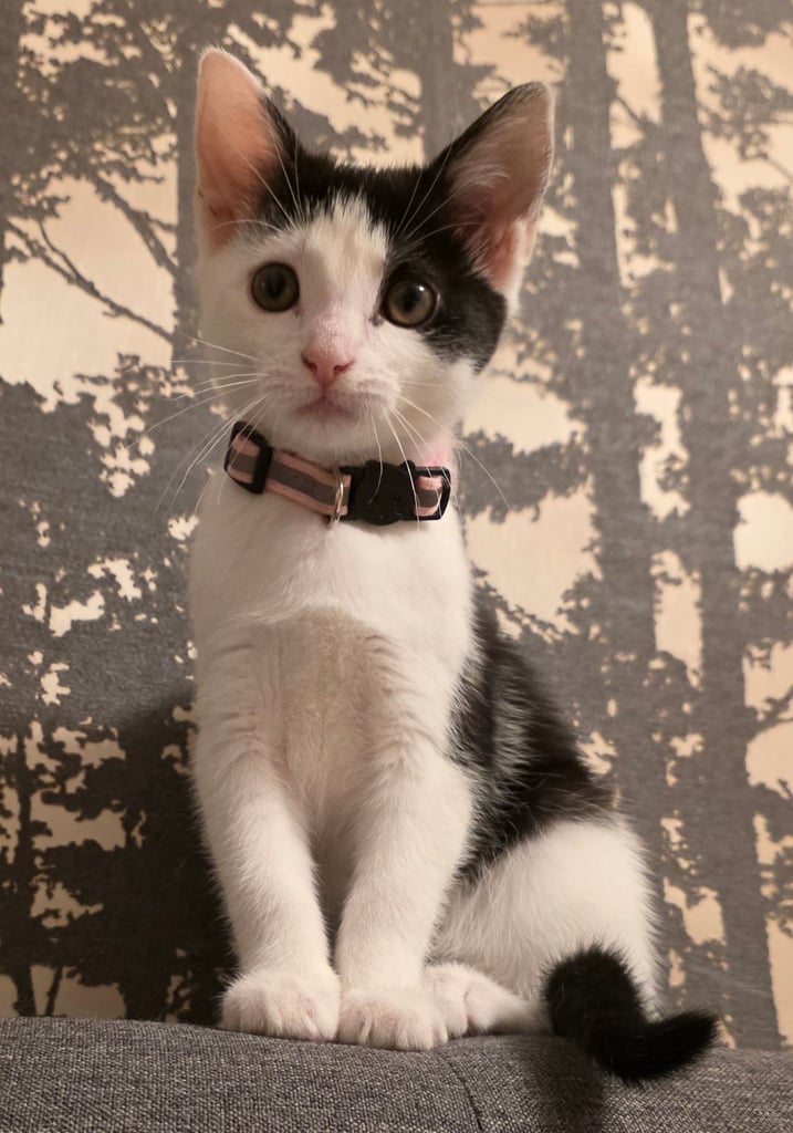 Lovely fimale kitten