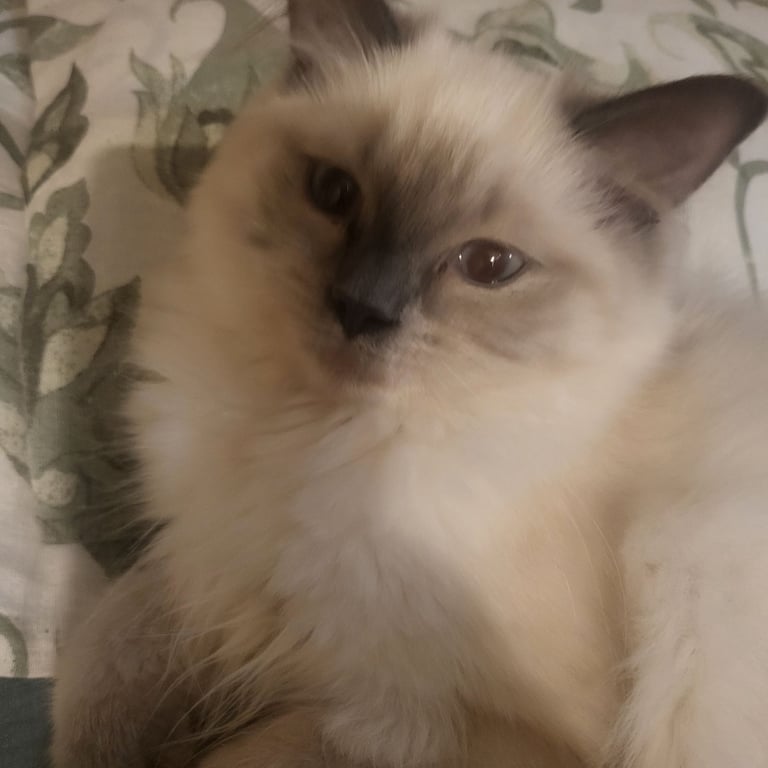 Sweetheart kitten 🐈