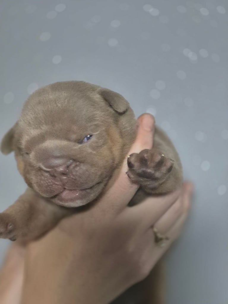 Beautiful Rainbow Litter Of New English Bulldog 