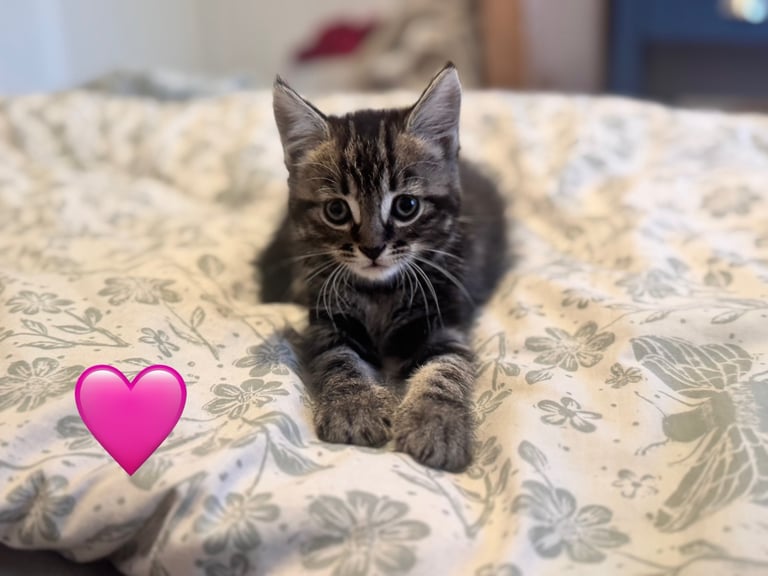 5 beautiful fluffy kittens (mum is half maine coon) 
