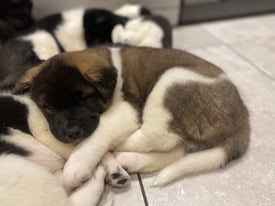 American Akita puppies for sale ONLY 1 boy left ****