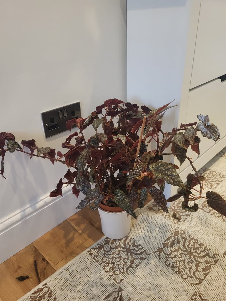 House plant for quick sale
