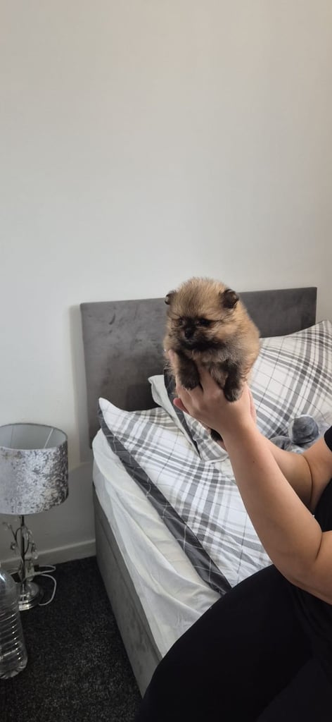 Pomeranian teddy face Female 