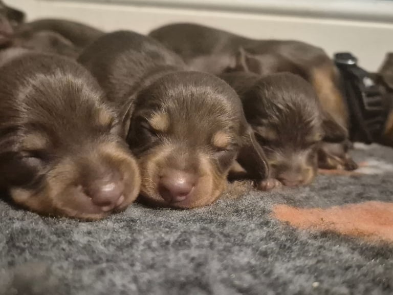 image for Kc registerd long haired and smooth haired Miniature dachshunds