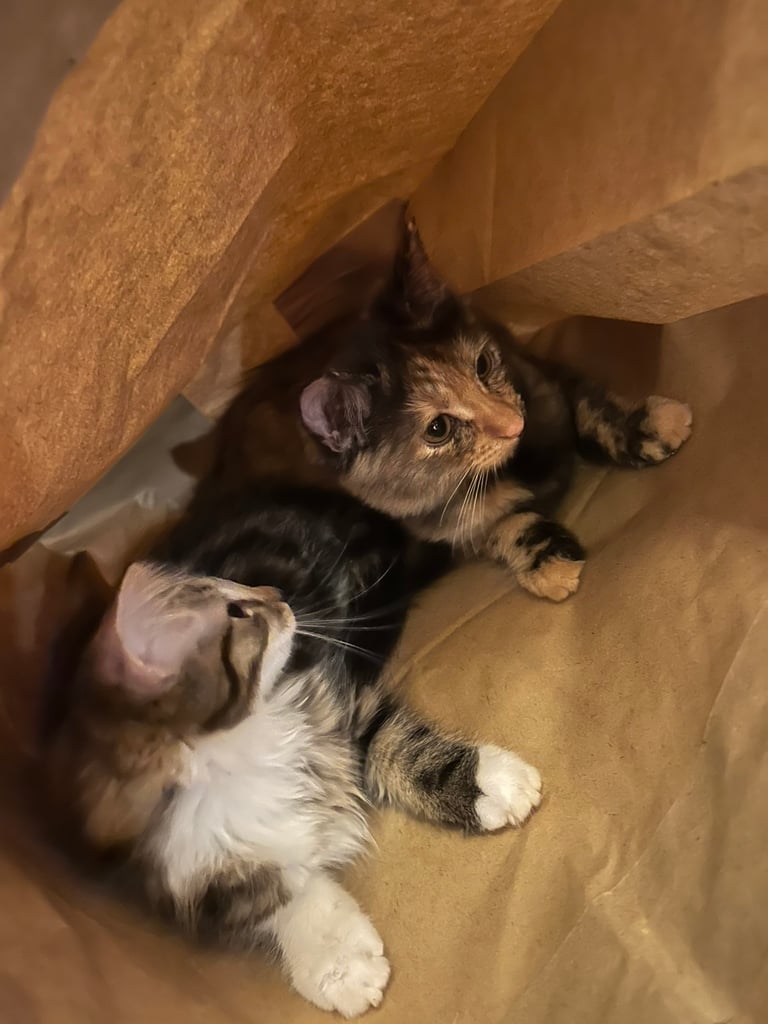 Kittens for sale - 2 females