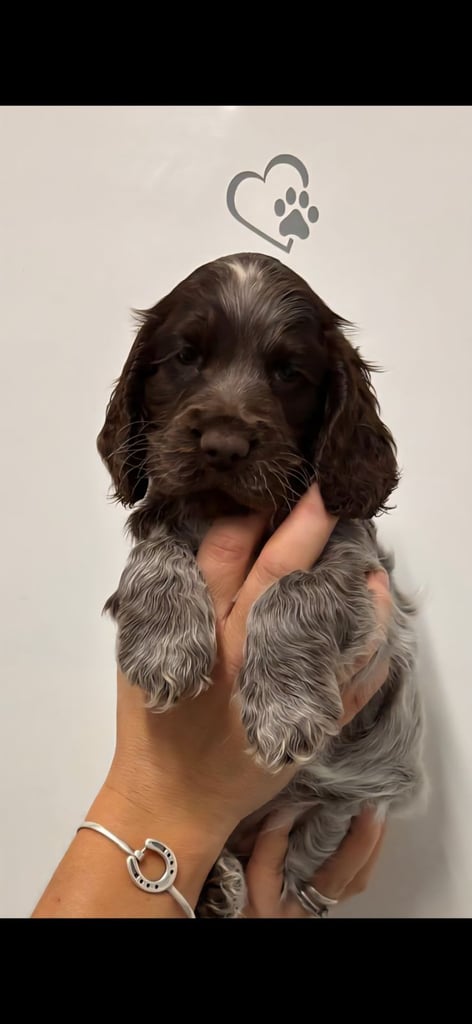 Show type cocker spaniel puppies 