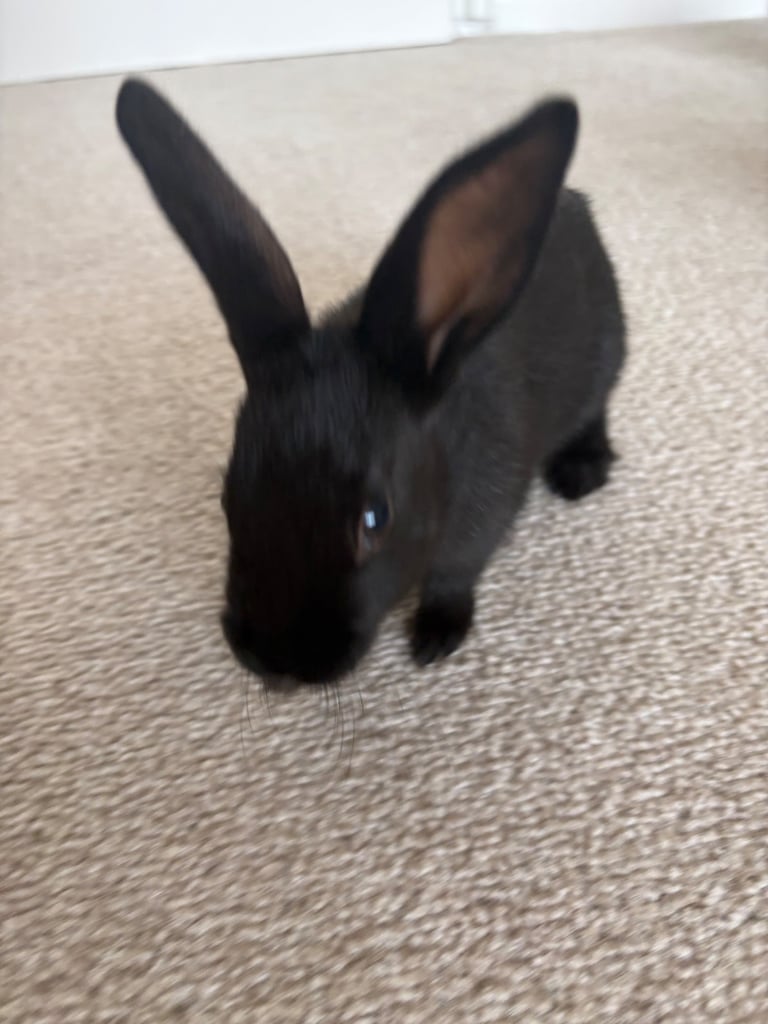 Baby Rabbits for Sale 