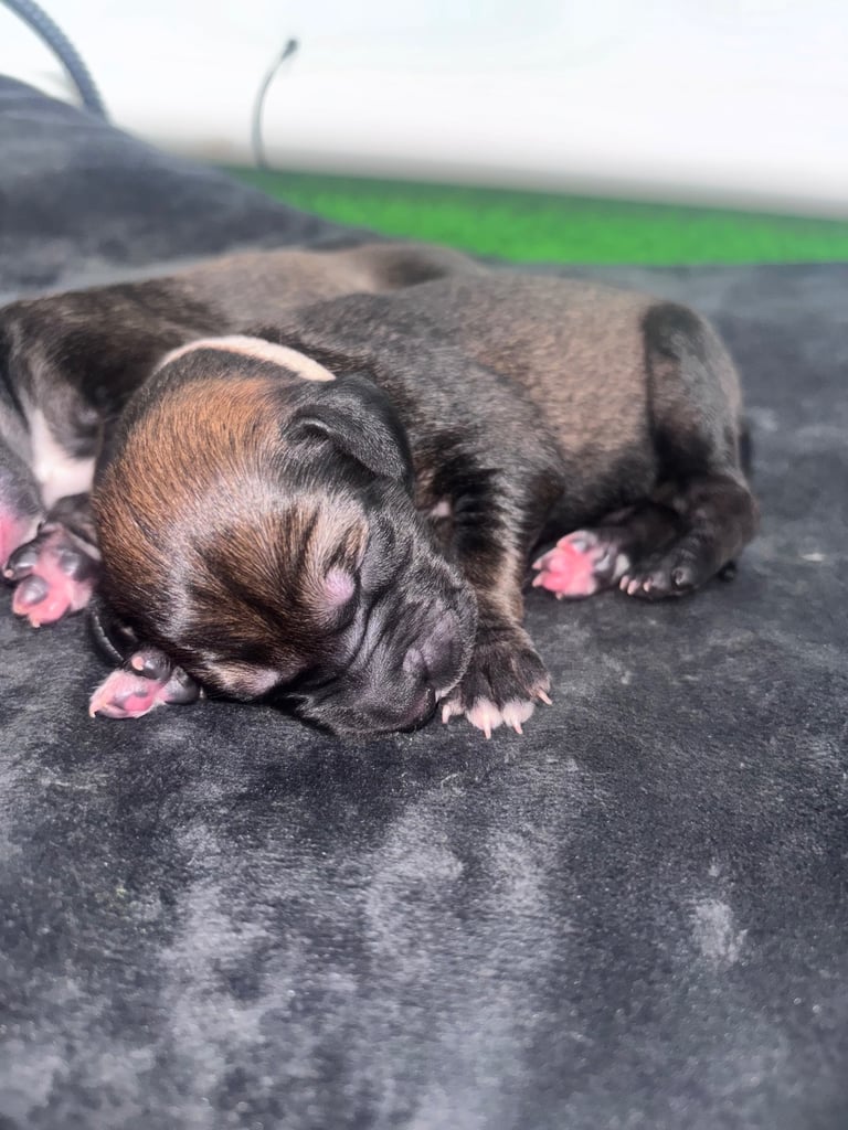 Saluki Bull Greyhound Puppies