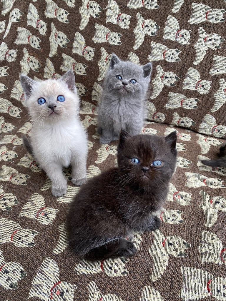 British Shorthair Kittens 