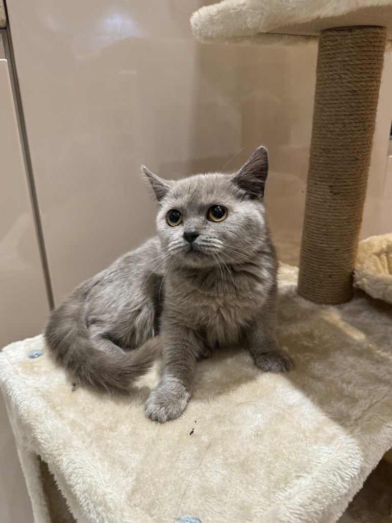British short hair kittens 