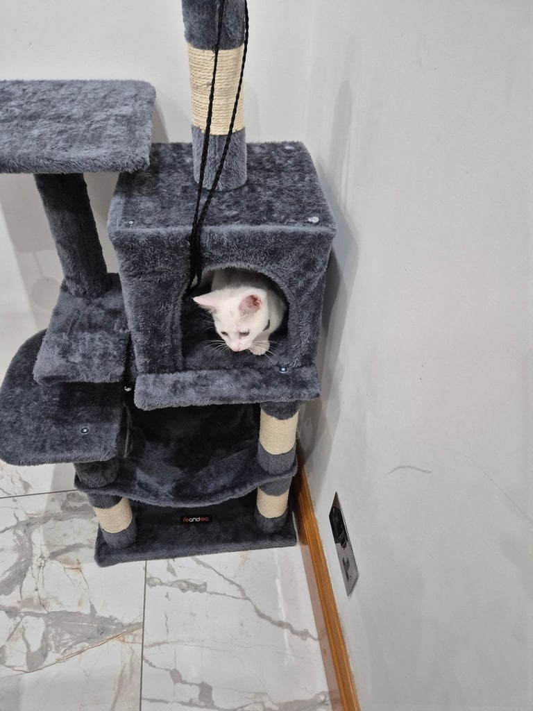 White kitten