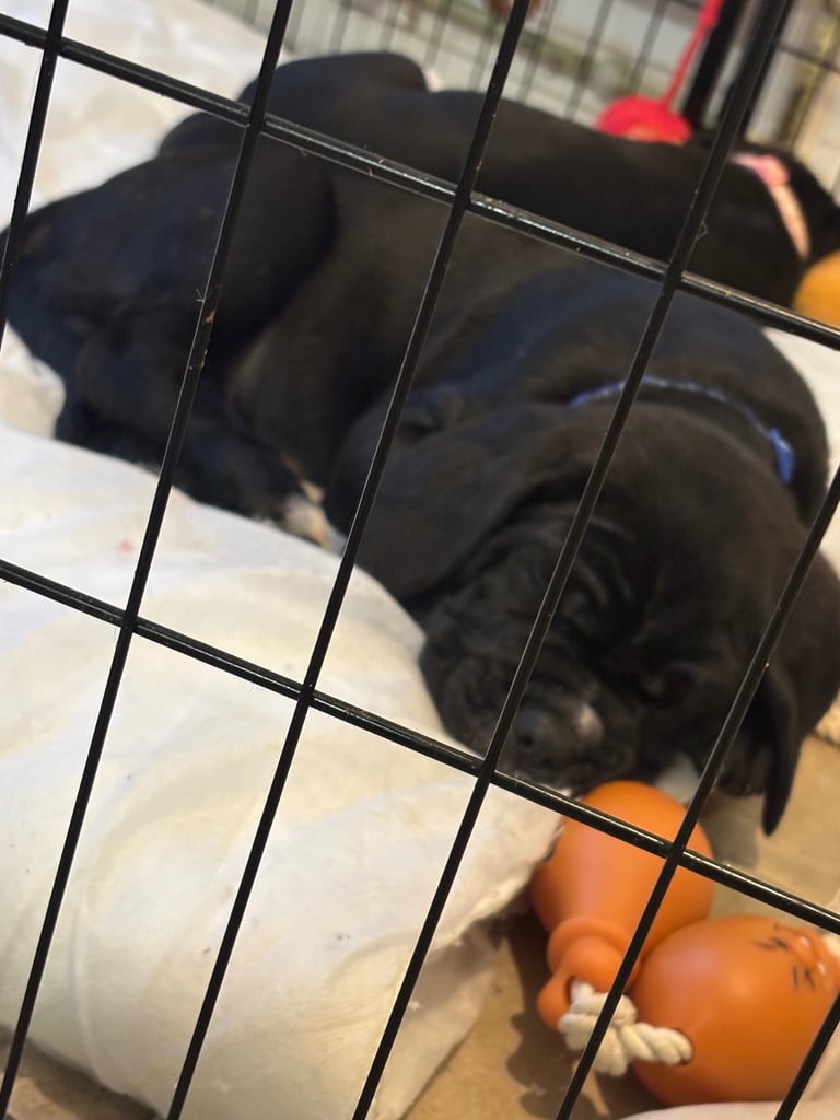 ‼️🐾💕Last girl💕💙Last boy💙🐾‼️