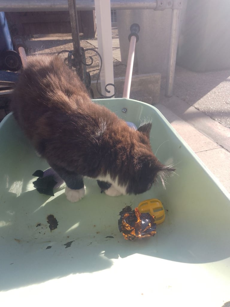  Re-Sale  Male kitten £40. 