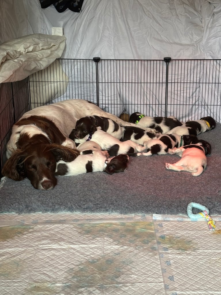 English springer spaniel puppies