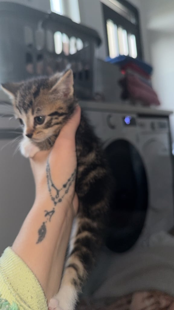 Kittens for sale 