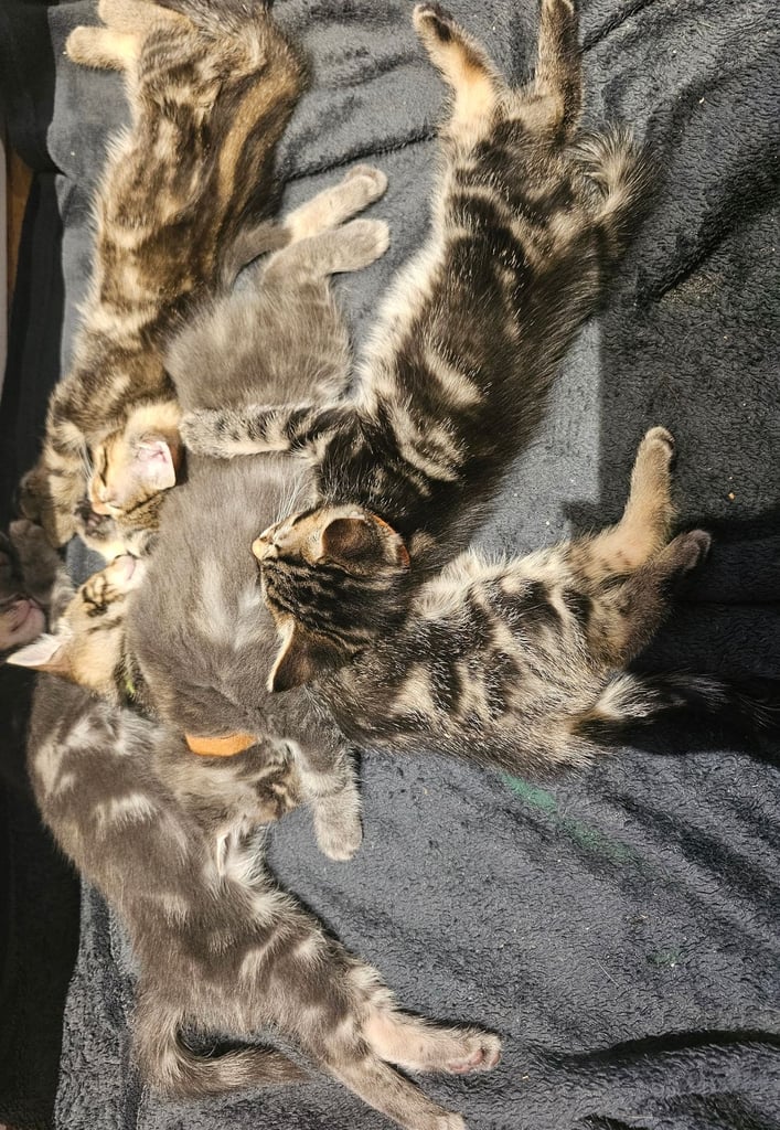 image for Kittens.  8 weeks old.  Ready to go.