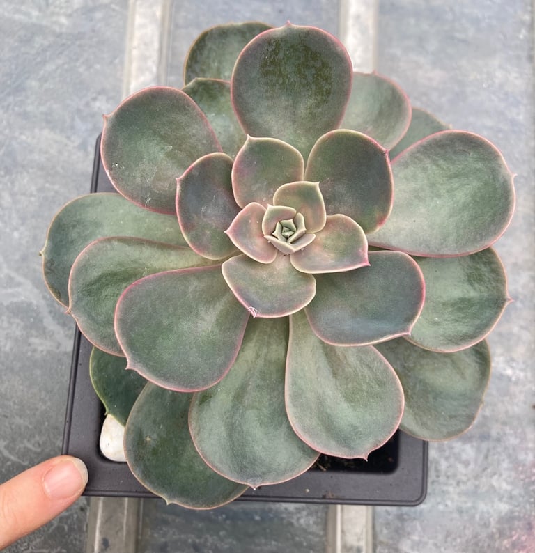 Stunning Echeveria plant 