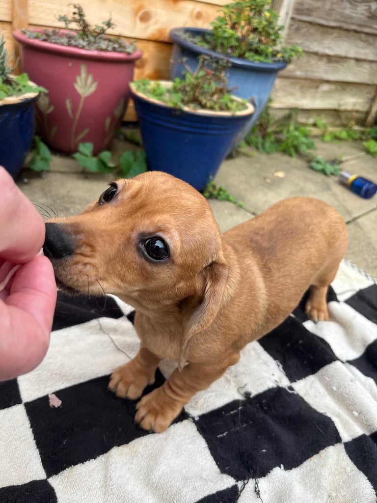 Beautiful dachshund puppies 🐾