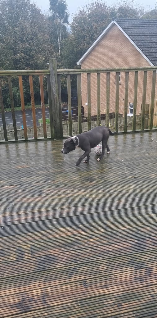 Staffordshire bull terrier kc 