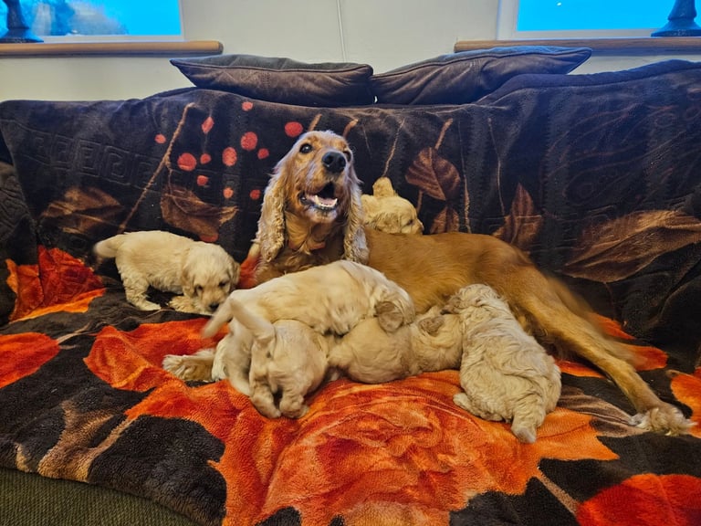 cockerpoo puppies for sale