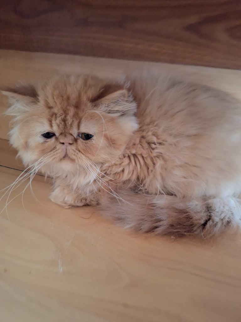 💗 Beautiful Persian Kittens 💗