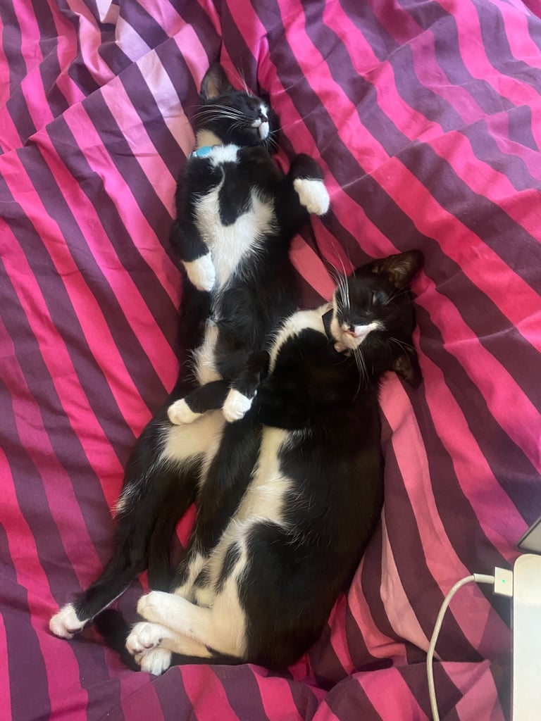 1 year old cats - boy and a girl