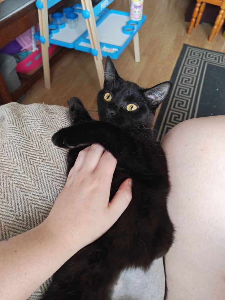 Rolo female ages 1 and half 