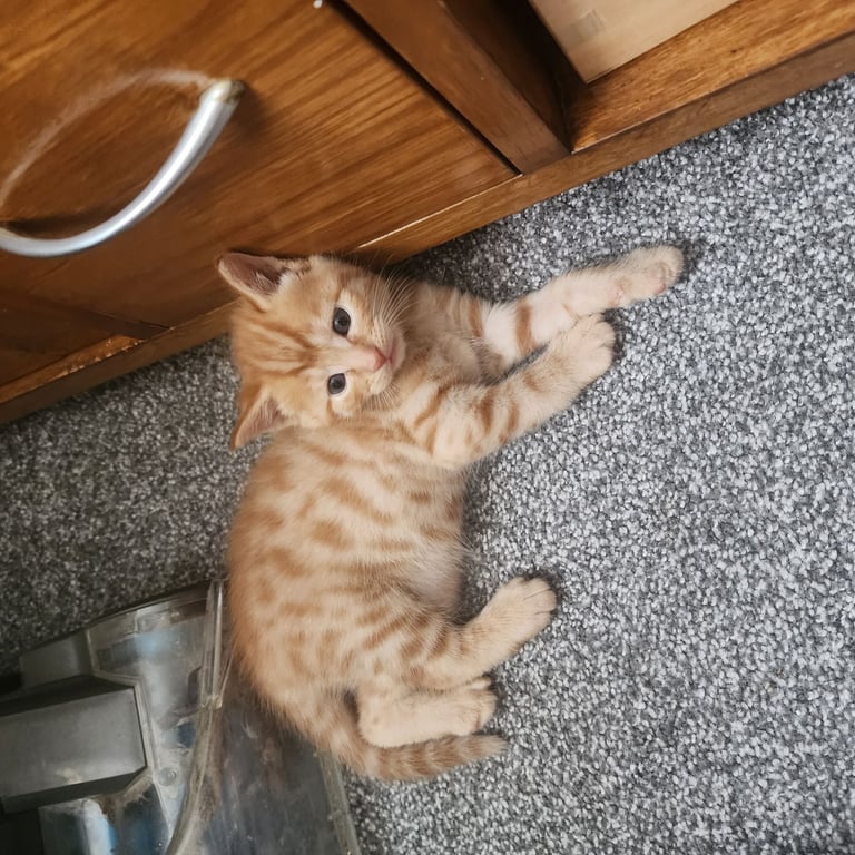 image for Kittens