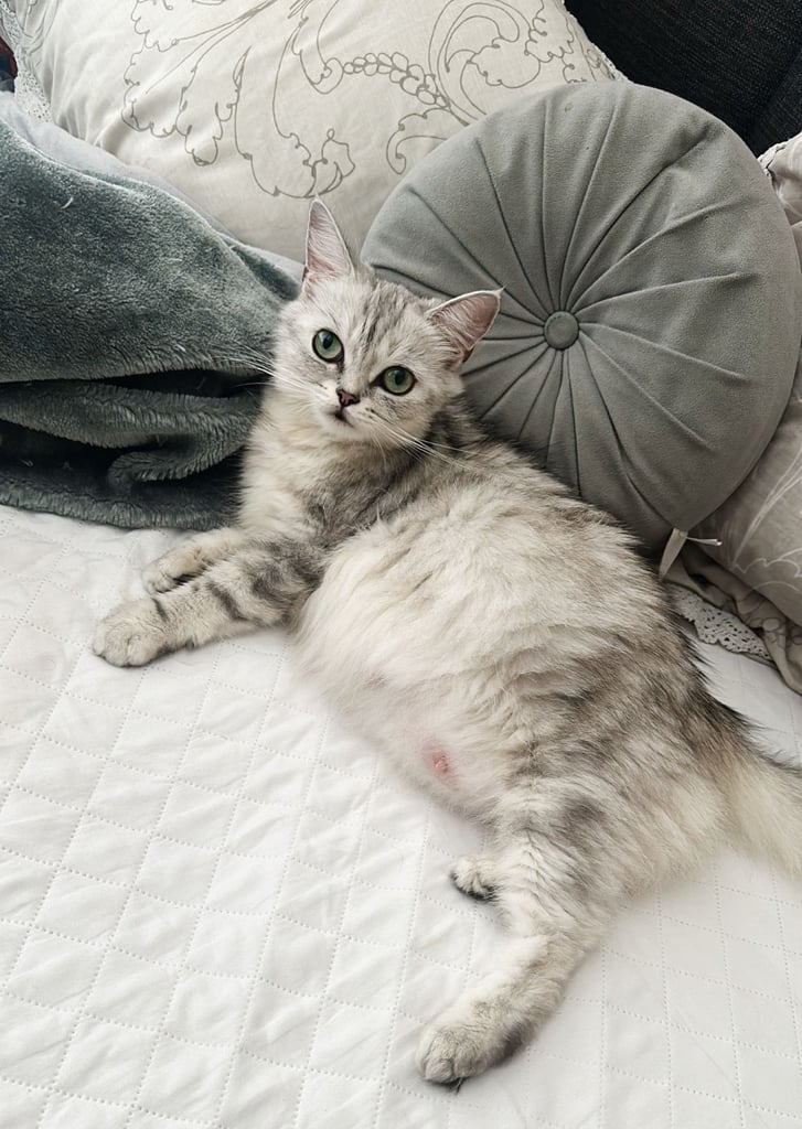 Silver tip scottish straight persian silvertip mix breed 