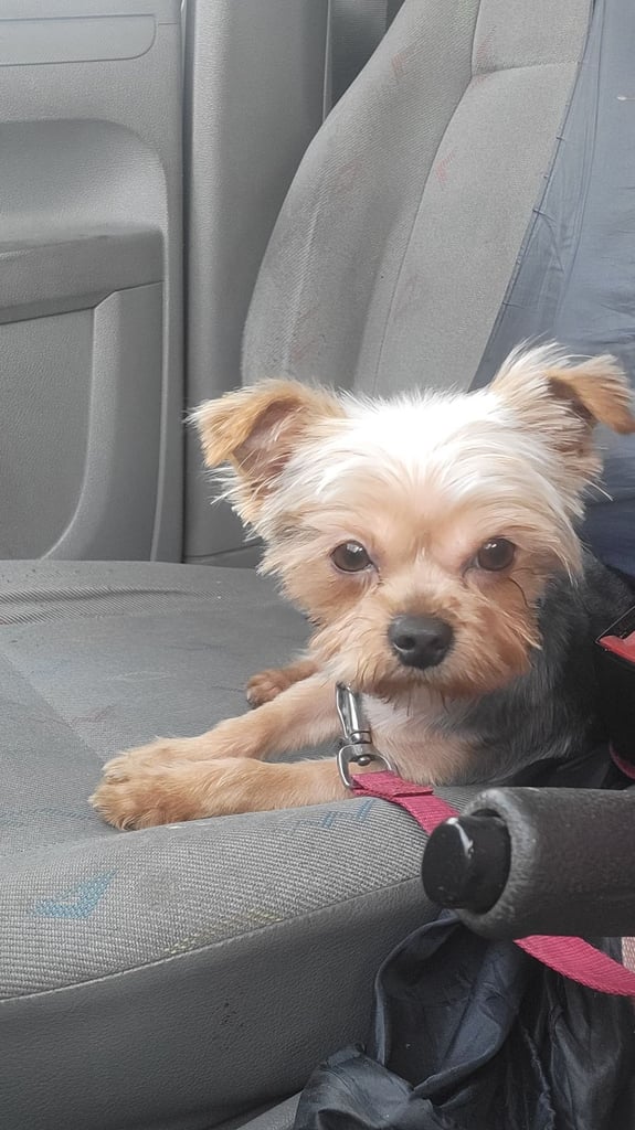 6 Yorkshire terrier puppies 3 weeks old