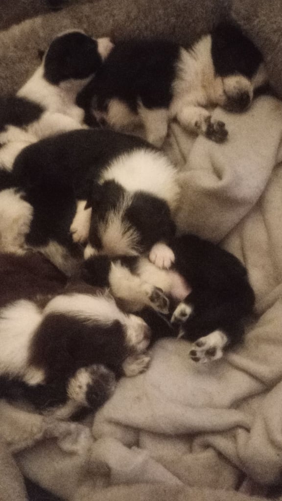 Collie puppies for sale 