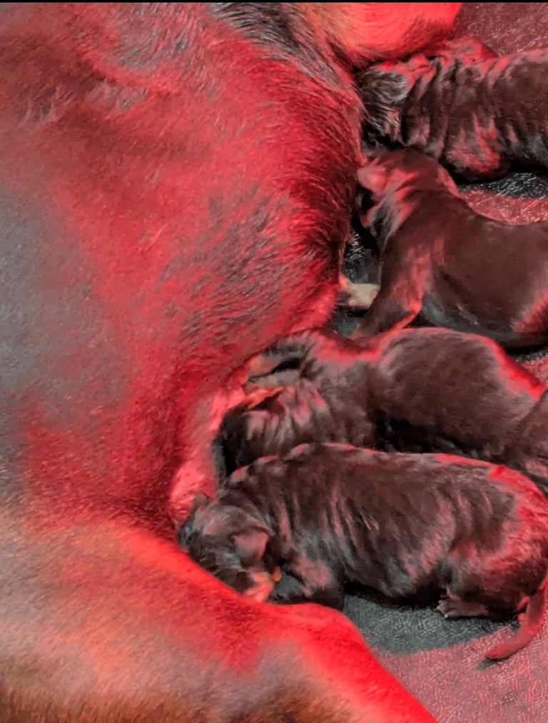 Chinese red dog x Working Australian kelpie puppies