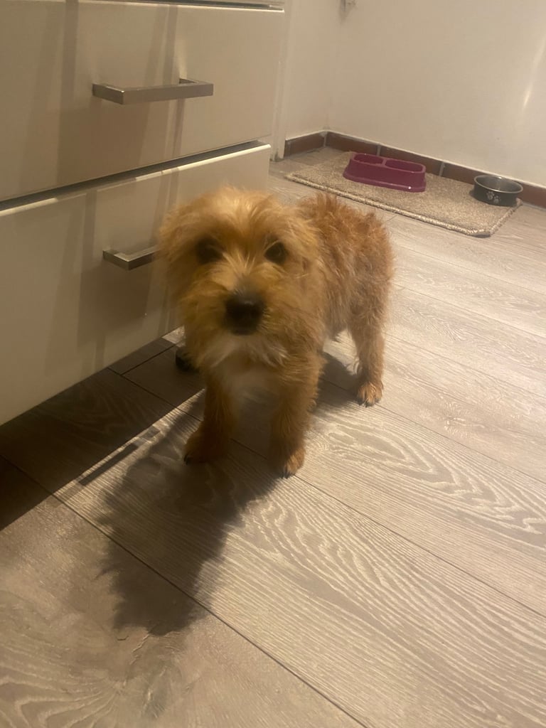 Yorkshire Terrier Rex