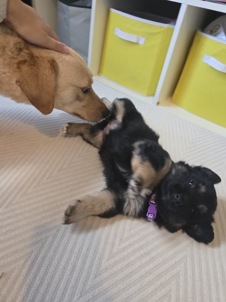 Goldador x Labrottie Miniature Puppies for Sale 