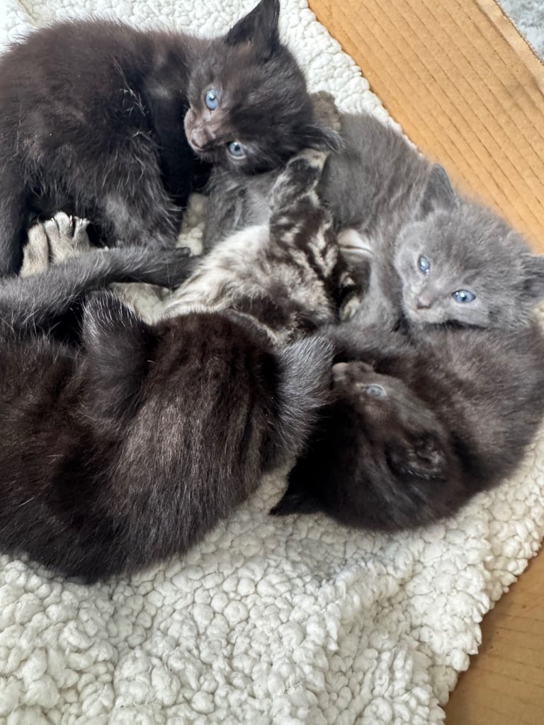 Beautiful Kittens for sale 
