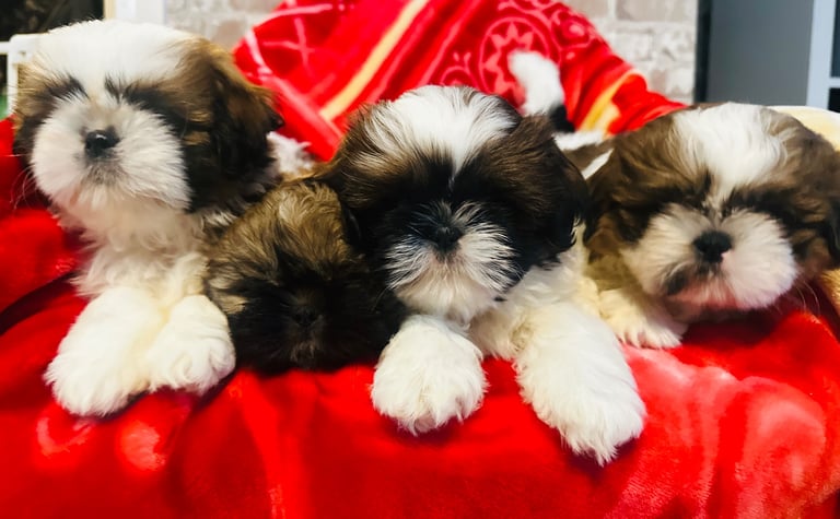 Shihtzu 