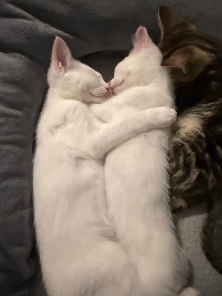 image for Turkish angora kittens 