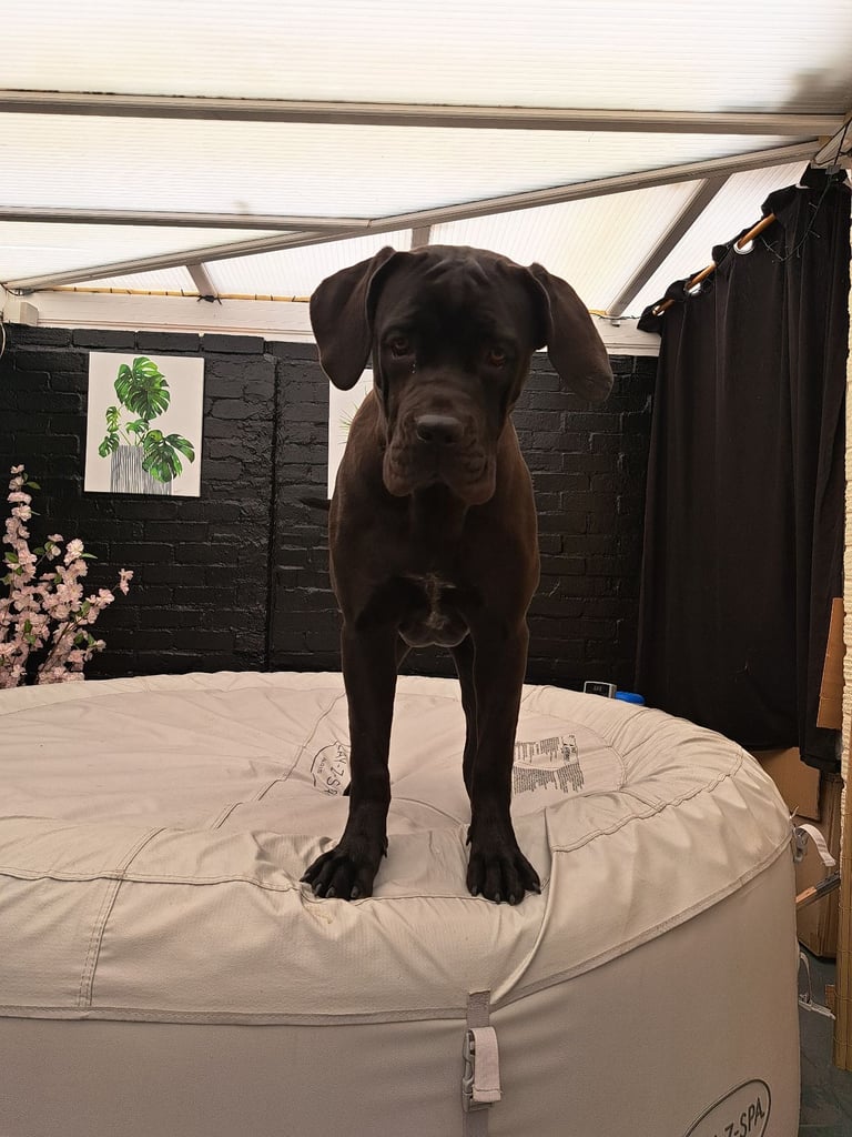 Cane corsa 
