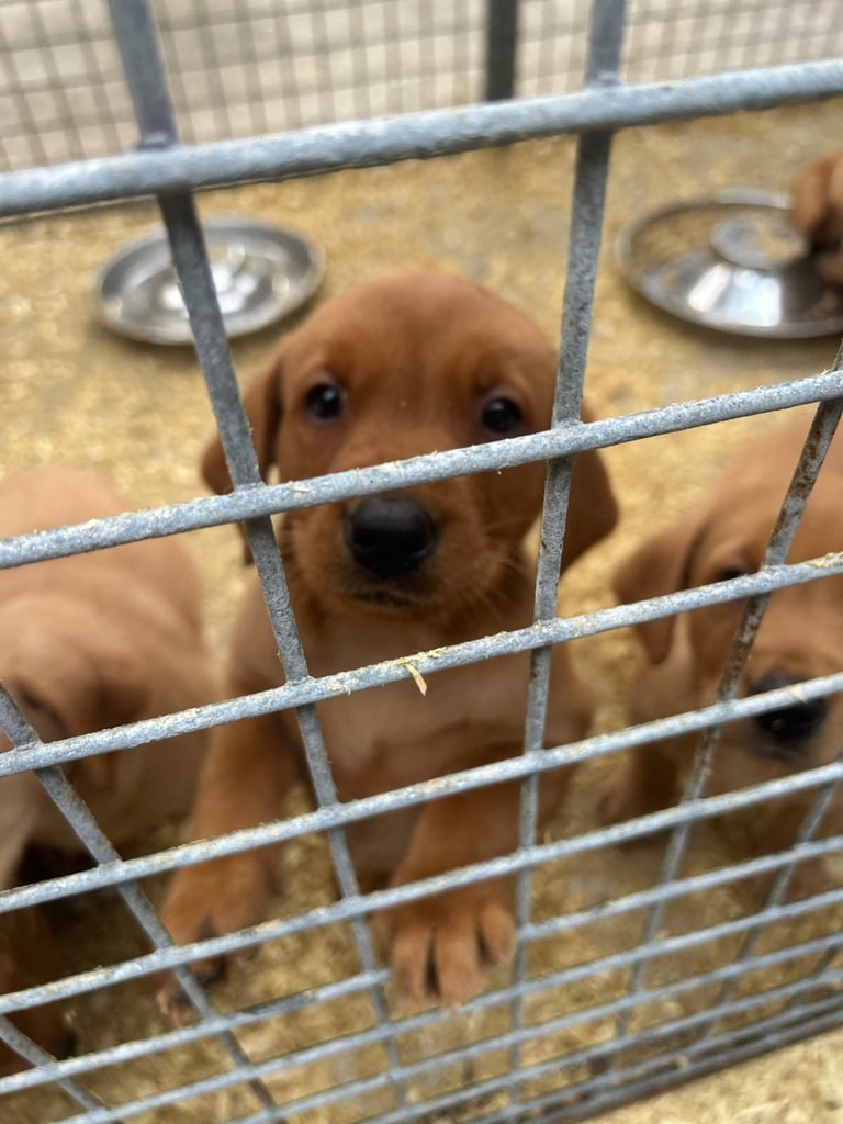 image for Excellent kc reg Labrador pups